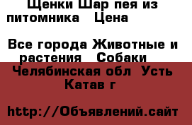 Щенки Шар пея из питомника › Цена ­ 25 000 - Все города Животные и растения » Собаки   . Челябинская обл.,Усть-Катав г.